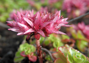 Kaukasus Asienfetthenne Bluete rot Phedimus spurius 05
