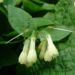 Zurück zum kompletten Bilderset Kaukasus Beinwell Blüte weiß Symphythum grandiflorum