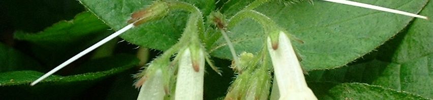 Anklicken um das ganze Bild zu sehen  Kaukasus Beinwell Blüte weiß Symphythum grandiflorum