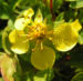 Zurück zum kompletten Bilderset Keilblättriges Fingerkraut Blüte gelb Potentilla ambigua