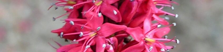 Anklicken um das ganze Bild zu sehen  Kerzen Knöterich Blüte rot - Polygonum amplexicaule