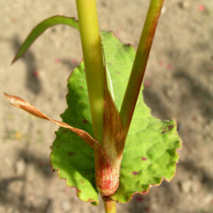 Kerzen Knoeterich Bluete rot Polygonum amplexicaule 02
