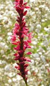 Kerzen Knoeterich Bluete rot Polygonum amplexicaule 03