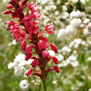Kerzen Knoeterich Bluete rot Polygonum amplexicaule 04