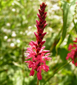 Kerzen Knoeterich Bluete rot Polygonum amplexicaule 05