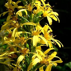 Kerzen Ligularie Ligularia przewalskii 03