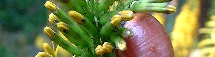 Anklicken um das ganze Bild zu sehen  Kerzen Ligularie - Ligularia przewalskii