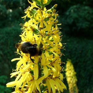 Kerzen Ligularie Ligularia przewalskii 13