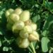 Zurück zum kompletten Bilderset Kicher Tragant - Astragalus cicer