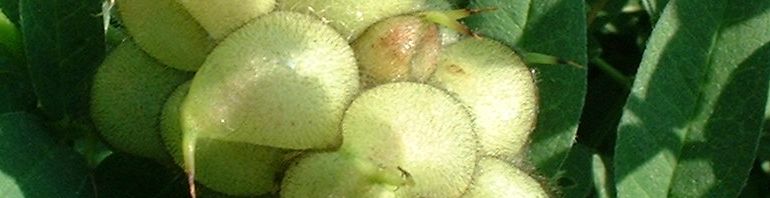 Anklicken um das ganze Bild zu sehen  Kicher Tragant - Astragalus cicer
