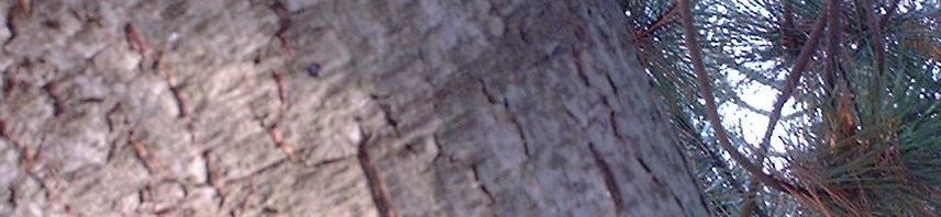 Anklicken um das ganze Bild zu sehen  Kiefer Nadel grün Pinus
