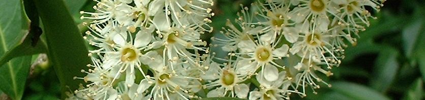 Anklicken um das ganze Bild zu sehen  Kirschlorbeer Blüte weiß Prunus laurocerasus