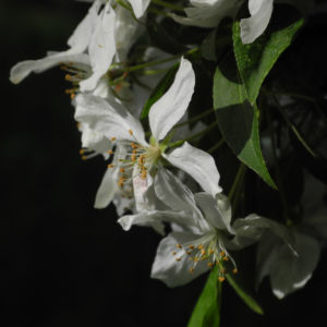 Kirschapfel Baum Bluete weiss Malus baccata 22