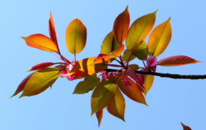 Kirsche Baum Blatt roetlich Prunus ssiori 02
