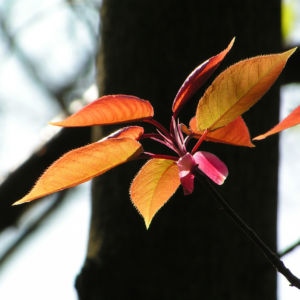 Kirsche Baum Blatt roetlich Prunus ssiori 03