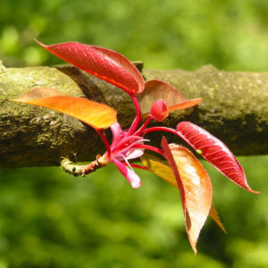 Kirsche Baum Blatt roetlich Prunus ssiori 04