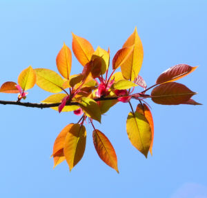 Kirsche Baum Blatt roetlich Prunus ssiori 05