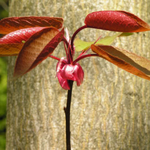 Kirsche Baum Blatt roetlich Prunus ssiori 06
