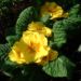 Zurück zum kompletten Bilderset Kissen-Primel Blüte gelb Primula vulgaris