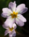 Zurück zum kompletten Bilderset Kissenprimel Blüte lila Primula vulgaris
