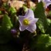 Zurück zum kompletten Bilderset Kissenprimel Blüte lila Primula vulgaris