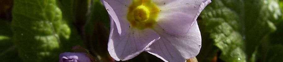 Anklicken um das ganze Bild zu sehen  Kissenprimel Blüte lila Primula vulgaris