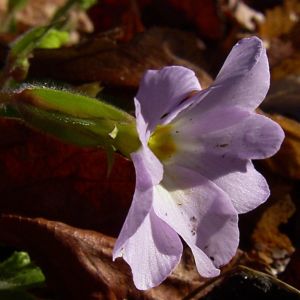 Kissenprimel Primula vulgaris 02
