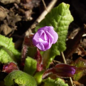 Kissenprimel Primula vulgaris 04