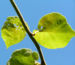Zurück zum kompletten Bilderset Kiwi Chinesischer Strahlengriffel Frucht bräunlich Blatt grün Actinidia chinensis