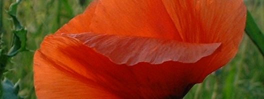 Anklicken um das ganze Bild zu sehen  Klatschmohn Blüte rot Papaver rhoeas