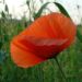 Zurück zum kompletten Bilderset Klatschmohn Blüte rot Papaver rhoeas