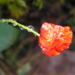 Zurück zum kompletten Bilderset Klatschmohn Blüte rot Papaver rhoeas