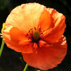 Klatschmohn Blume Bluete rot Papaver rhoeas 01