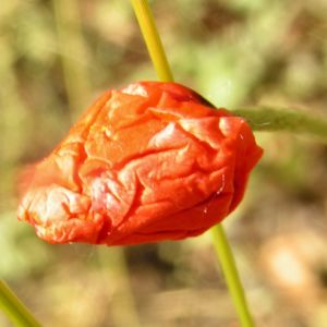 Klatschmohn Blume Bluete rot Papaver rhoeas 02