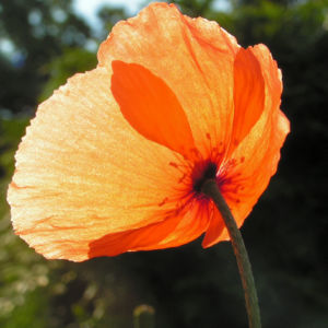Klatschmohn Blume Bluete rot Papaver rhoeas 04