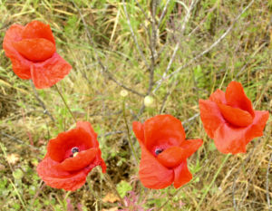 Klatschmohn Blume Bluete rot Papaver rhoeas 08