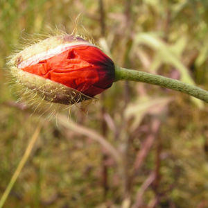 Klatschmohn Blume Bluete rot Papaver rhoeas 11