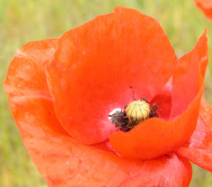 Klatschmohn Blume Bluete rot Papaver rhoeas 12