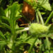 Zurück zum kompletten Bilderset Klatschmohn Blume Blüte rot Papaver rhoeas