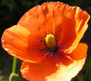 Klatschmohn Blume Bluete rot Papaver rhoeas 16