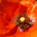Zurück zum kompletten Bilderset Klatschmohn rote Blüte Papaver rhoeas