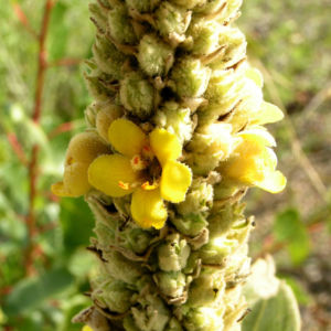 Kleinbluetige Koenigskerze Bluete gelb Verbascum thapsus 01