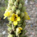 Zurück zum kompletten Bilderset Kleinblütige Königskerze Blüte gelb Verbascum thapsus