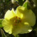 Zurück zum kompletten Bilderset Kleinblütige Königskerze Blüte Verbascum thapsus