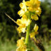 Zurück zum kompletten Bilderset Kleiner Odermennig Blüte gelb - Agrimonia eupatoria