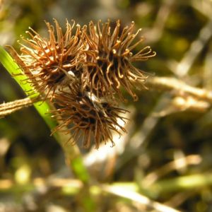 Kleiner Schneckenklee Bluete Frucht Medicago minima 03
