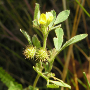 Kleiner Schneckenklee Bluete Frucht Medicago minima 04