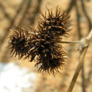 Kleiner Schneckenklee Bluete Frucht Medicago minima 05