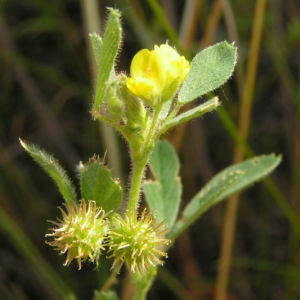 Kleiner Schneckenklee Bluete Frucht Medicago minima 06