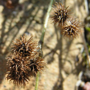 Kleiner Schneckenklee Bluete Frucht Medicago minima 07